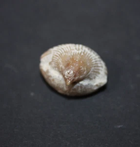 Cretirhynchia sp. Brachiopode alte Sammlung Frankreich - Picture 1 of 4