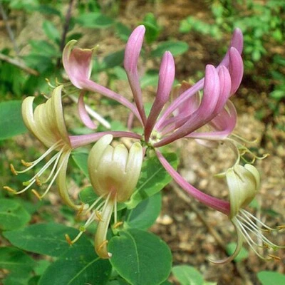 Lonicera etrusca | Etruscan Honeysuckle | 10 Seeds - Image 1 of 4