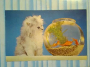 VINTAGE  PHOTO  POST CARD AMAZING KITTEN   NOT FOR LONG - Picture 1 of 12