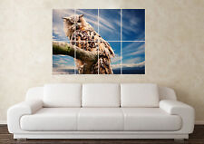 Large Owl (02) Snowy Wildlife Barn Pet Zoo Prey Wall Poster Art Picture Print