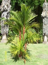 10 graines - PALMIER A TRONC ROUGE - Cyrtostachys Renda