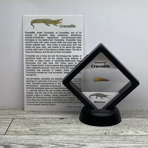 Dinosaur Age Crocodile Tooth Fossil in Display Case - Picture 1 of 8