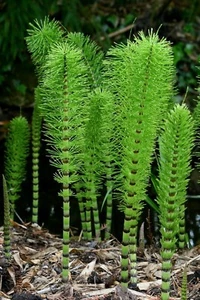 Horsetail Plant Cuttings to Grow - Equisetum - Great Aquatic Feature, Koi Pond - Picture 1 of 5