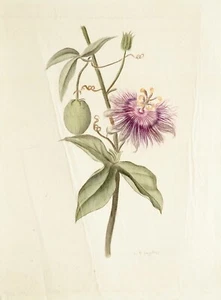LA ROCHE LAFFITTE - Peinture originale - Aquarelle - Fleur 5 - Imagen 1 de 3