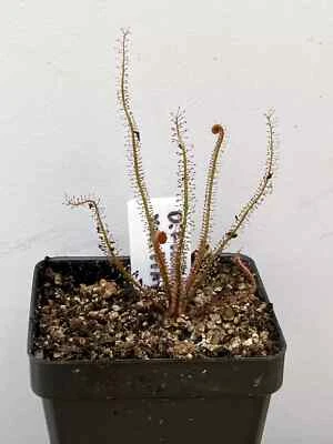 SEMILLAS - Drosera Filiformis var. Filiformis, Threadleaf Sundew - SEMILLAS, 30+ Foto 1 de 3