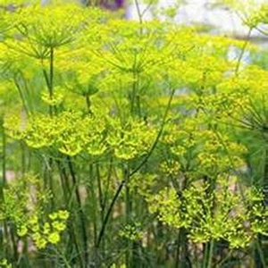 300 FENNEL SEEDS FRESH HARVEST FOR GARDENS - Picture 1 of 2