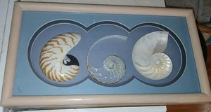 VINTAGE BEAUTIFUL FRAMED 3 ARt SHELL SCULPTURE Beach Nautical Wall Art Decor - Picture 1 of 10