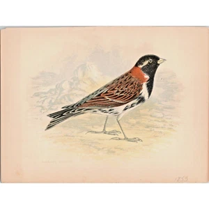 LAPLAND BUNTING ~ Original Antique 1853 Chromolithograph Bird Print ~ London - Picture 1 of 1