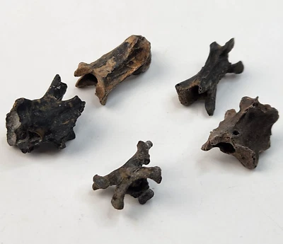 Bird Vertebra Fossil - Florida - Pleistocene Ice Age - 1 Per Purchase - Image 1 of 4