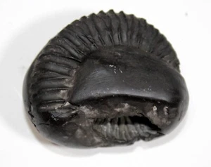 Mahalaxmi / Xmi Shaligram wt-93 grammi taglia 2,00 pollici - Foto 1 di 4