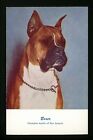 Dog Postcard Boxer Champion Apollo of San Joaquin dog posing #98