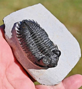 Trilobite Fossil, Coltraneia oufatenensis from Morocco #1 - Picture 1 of 7