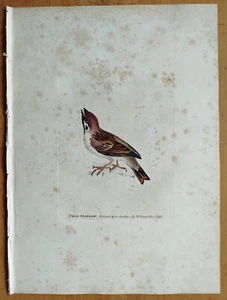 Tree Sparrow - Lewin Original Colored Bird Print Folio - 1795 - Picture 1 of 1