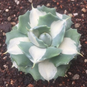 5-6 cm piante grasse agave americana L. Bonsai giardino casa piante belle - Foto 1 di 5