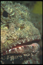 210019 Scorpion Fish Bonaire Netherlands Antilles A4 Photo Print