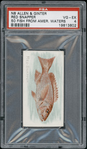 1889 N8 Allen & Ginter Red Snapper 50 Fish From American Waters PSA 4