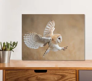 Póster de plástico blanco y beige de búho volador de 5 mm de grosor listo para colgar 60x45 cm - Imagen 1 de 3