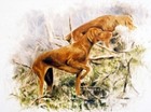 Vizsla Limited Edition Art Print Rough Terrain by Steven Nesbitt*