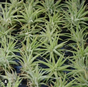Air Plant, Bromeliad, Tillandsia ionantha Mexico (1cm Pup) (Auto Combine Postage - Picture 1 of 3
