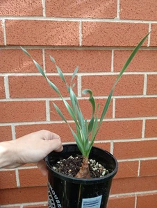 LSN. Boophone haemanthoides - Picture 1 of 3