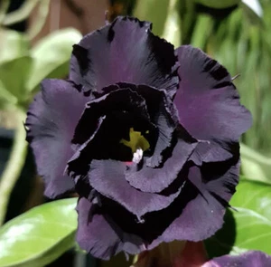 Desert Rose Mix Seeds - Deep Purple - Adenium Obesum Seeds - Picture 1 of 1