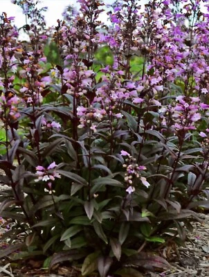 Semillas Penstemon de Lengua de Barba Torres Oscuras Foto 1 de 4