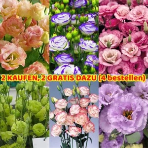 300 Stück Eustoma Grandiflorum Samen Outdoor Blumensamen Garten Hof DekoSeeds - Afbeelding 1 van 24