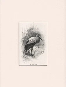 ALTER ANTIKER VOGELSTICH 1916 DRUCK FERTIG MONTIERT DER WEISSSTORCH - Bild 1 von 1