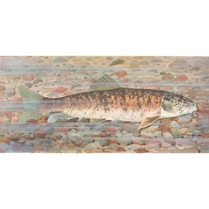 Original c1908 Antique Color Print - CHUB SUCKER - W.B. Gillette - Picture 1 of 2