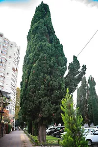 30+ GREEN GIANT THUJA SEEDS (Thuja plicata) Arborvitae Cedar Tree, Free Shipping - Picture 1 of 7