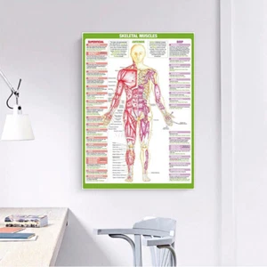 SALE HOT - Human Anatomy | Muscle and Nerve Diagrams | HD Print Premium Poster - Picture 1 of 27