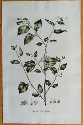 Miller Originaldruck Botanik Styrax # 1768 - Bild 1 von 2