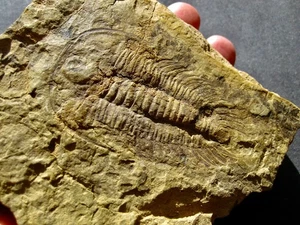 “Guanshan Fauna” Yiliangellina Trilobite Fine Rarity – China!! - Picture 1 of 3