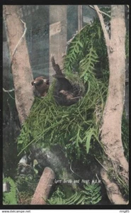 CPA  --  AUSTRALIE NEW WOUTH WALES . LYRE BIRDS AND NEST . 332.K* - Imagen 1 de 1