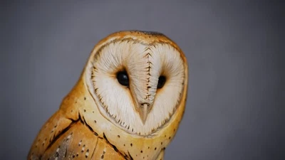 Barn Owl Wooden Gift Owls Wooden owl Wood Carving Wood Owl Wood sculpture owl - image 1 of 4
