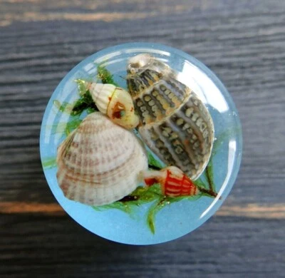 Blue Resin gauges Glow in the dark Sea Shells earplugs Terrarium tunnel Pair 00g - Image 1 of 4