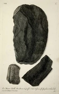 1764 G. W. Knorr (1705-1761); Grand Folio Palaeontology Fossiles Géologie (III) - Picture 1 of 2