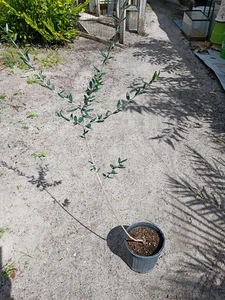 Schwarze Olive im 1 Gallone Topf - Bild 1 von 1