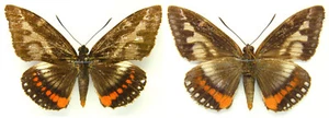 MOUNTED SPREAD BUTTERFLY - Castnia (Imara) pallasia, FEMALE 2, Brasil - Picture 1 of 1