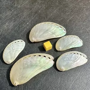 5 x Pearl Slipper Muscheln - echtes Muschelpräparat - zertifiziert - Bild 1 von 1