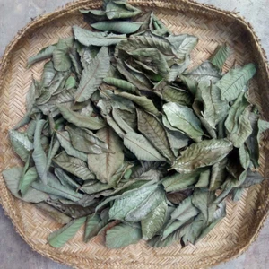 Organic Home Garden Guava leaves dried leaves 50 pcs - Picture 1 of 4
