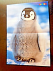 02-2018 Kl Kaiserpinguin Pinguin Poster & JUNIOR Kinder Heft Magazin Zeitschrift