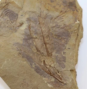 Crinoide, Crinoide non det., Devon, Eifel, Harte Gasse, Lindlar, Germany - k20 - Picture 1 of 4