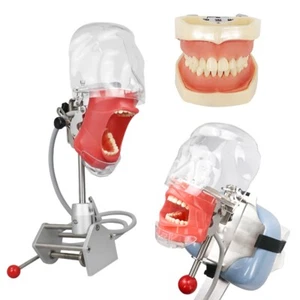Dental Simulator Mannequin Head Teeth Model Bench-Mounted Training Tooth Mold - Bild 1 von 40