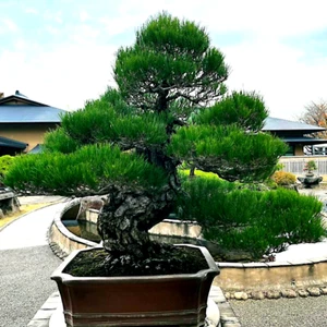 20 JAPANESE BLACK PINE TREE SEEDS (Pinus thunbergii) "Easy & Famous for Bonsai" - Picture 1 of 14