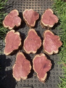 🔥VIBRANT X-LARGE RED CEDAR LIVE EDGE WOOD COOKIE FOR RUSTIC WOOD PROJECT SMELLS - Picture 1 of 6