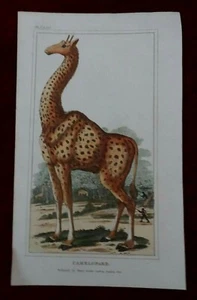 Camelopard print, Antique, engraving, hand coloured print, original, old picture - Picture 1 of 7