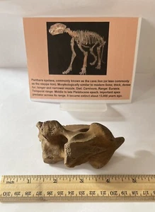 Panthera spelaea Asian Cave L. Vertebra Spine 10,000++ Yrs Old 3.5” CS 316 - Picture 1 of 4