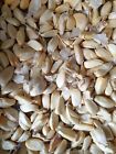 German Gaint 20 Seeds/Corms for Giant Bulbs Plant now 
