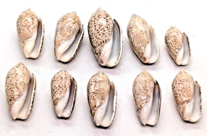 Oliva Spicata Art Präparat Muscheln Sonora, Mexiko Sammlerstück Schmuck Fundstücke - Bild 1 von 15